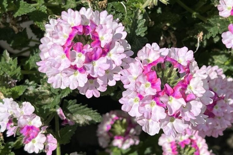Breeders introducing more disease-resistant varieties Breeders introducing more disease-resistant varieties