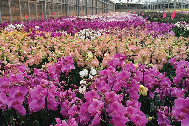 International Orchid Show makes triumphant return International Orchid Show makes triumphant return