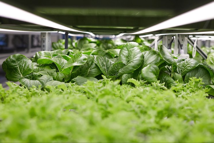 Market profile: Fresh greens and vertical farming in the UAE Market profile: Fresh greens and vertical farming in the UAE