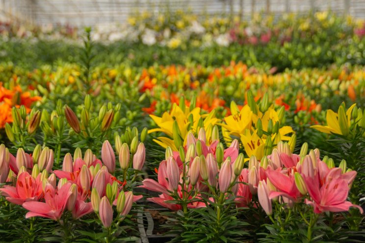 Dutch Lily Days: Unique overview of lily land Dutch Lily Days: Unique overview of lily land