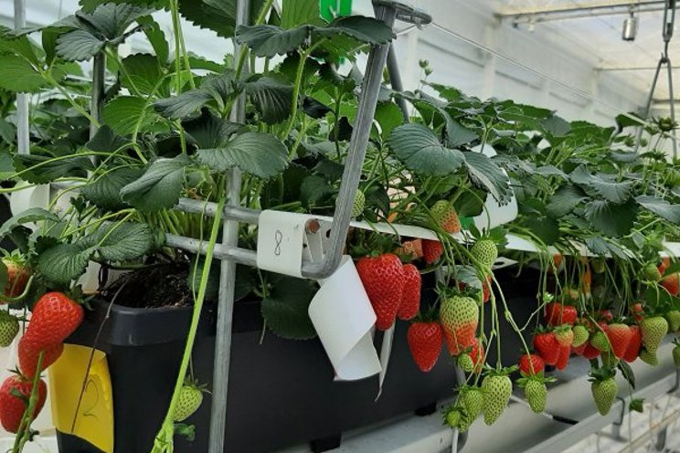 Low chill strawberry varieties produce more with less energy