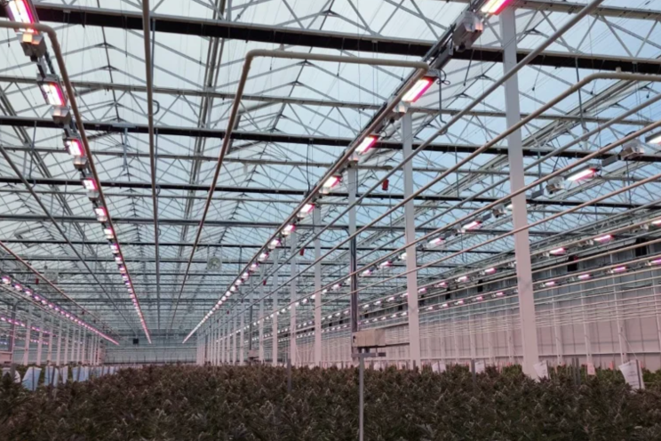 Greentone's transition from HPS to Sollum dynamic LED Greentone's transition from HPS to Sollum dynamic LED