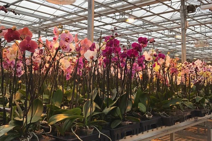 First Canadian orchid grower to receive MPS-ABC certificate