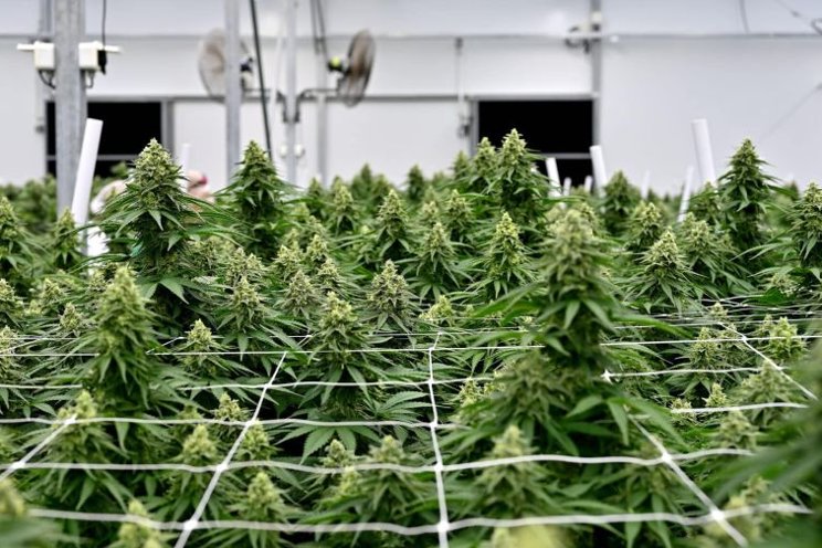 How to prepare your cannabis greenhouse for max quality