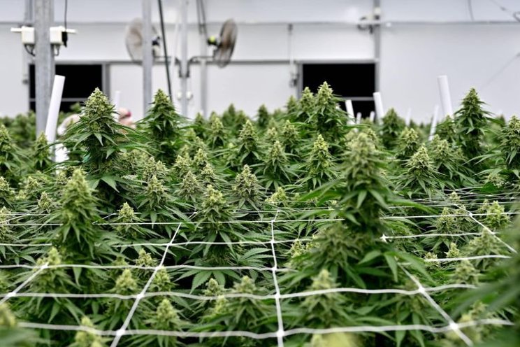 How to prepare your cannabis greenhouse for max quality How to prepare your cannabis greenhouse for max quality
