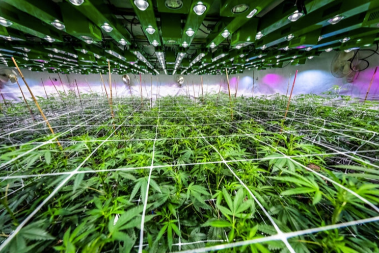 Making the most of your grow space with LST