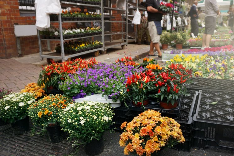 Managing resources to navigate uncertainty in the floriculture market Managing resources to navigate uncertainty in the floriculture market