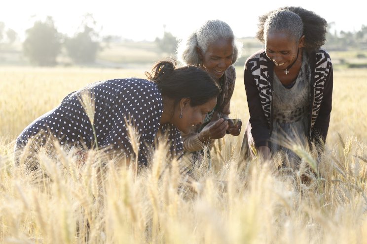 50 African women work on gender-responsive agri-food policies 50 African women work on gender-responsive agri-food policies