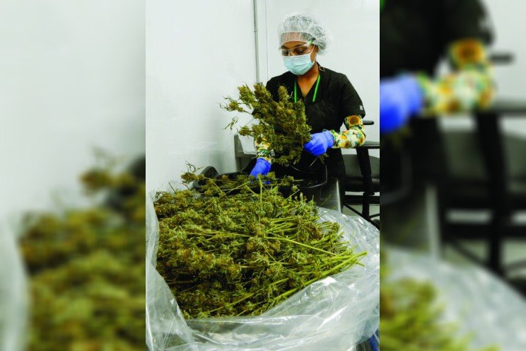Medical marijuana business growing