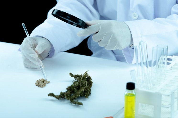 Florida medical cannabis patient growth is slowing Florida medical cannabis patient growth is slowing