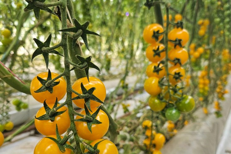Enrich tomato production with dynamic lighting Enrich tomato production with dynamic lighting