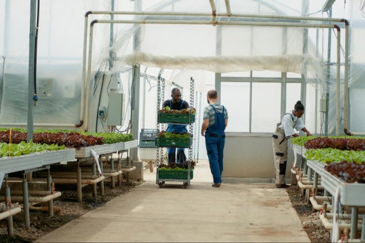 3+1 tips for your upcoming greenhouse project 3+1 tips for your upcoming greenhouse project
