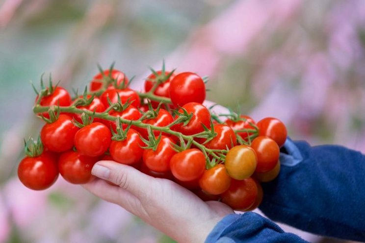 Long-term far-red light can increase tomato yields Long-term far-red light can increase tomato yields