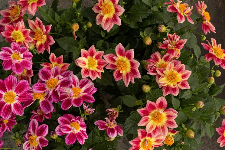 New Dahlia Summer Bees series promises a long summer