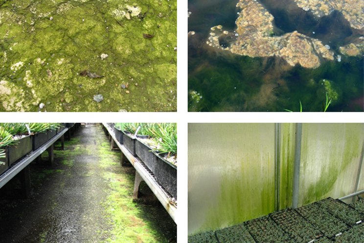 Controlling algae in greenhouses: The green monster
Controlling algae in greenhouses: The green monster