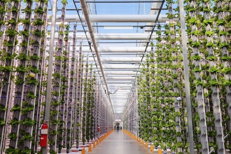 Key differences in traditional and vertical greenhouses Key differences in traditional and vertical greenhouses