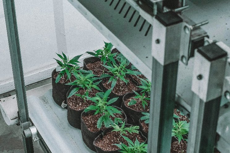 Cannabis referendums in Slovenia deserve a serious discussion Cannabis referendums in Slovenia deserve a serious discussion