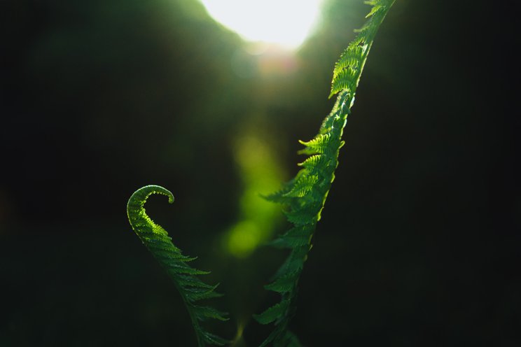 What is the importance of spectrums when growing indoors? What is the importance of spectrums when growing indoors?