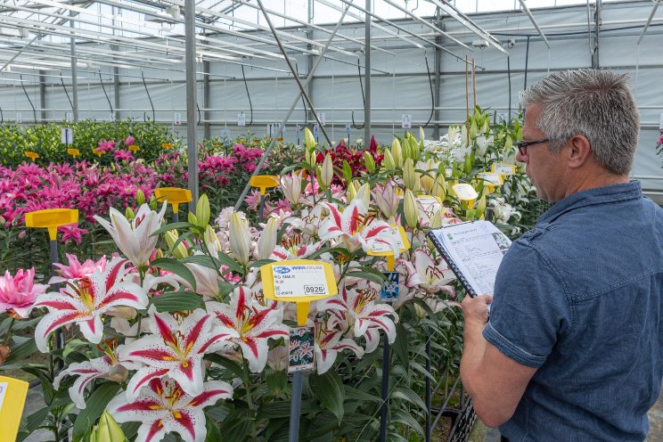 Onings represents the voice of the lily industry in anniversary year Onings represents the voice of the lily industry in anniversary year