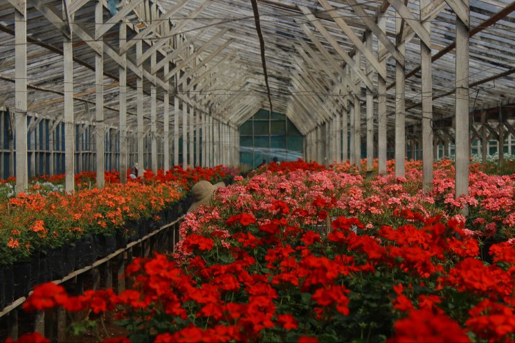 The future of floriculture: Mature, but primed for growth