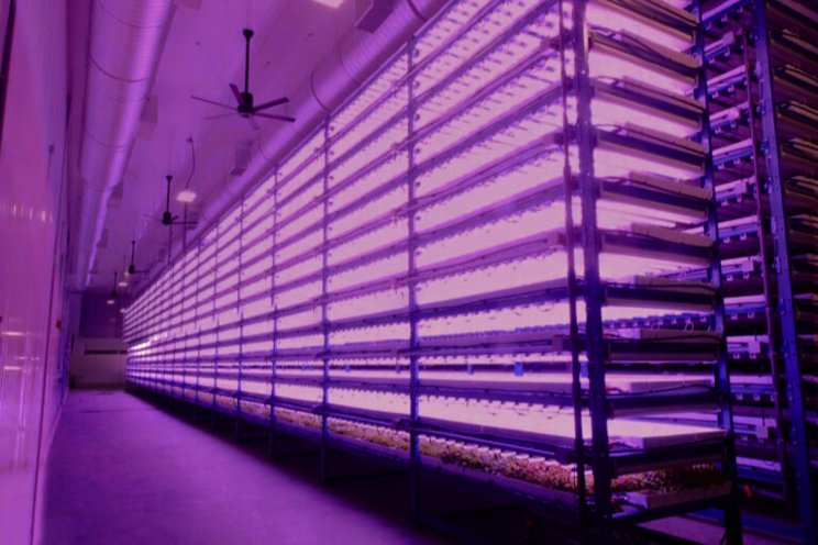 Oppy inaugurates high-tech vertical farm in Vancouver