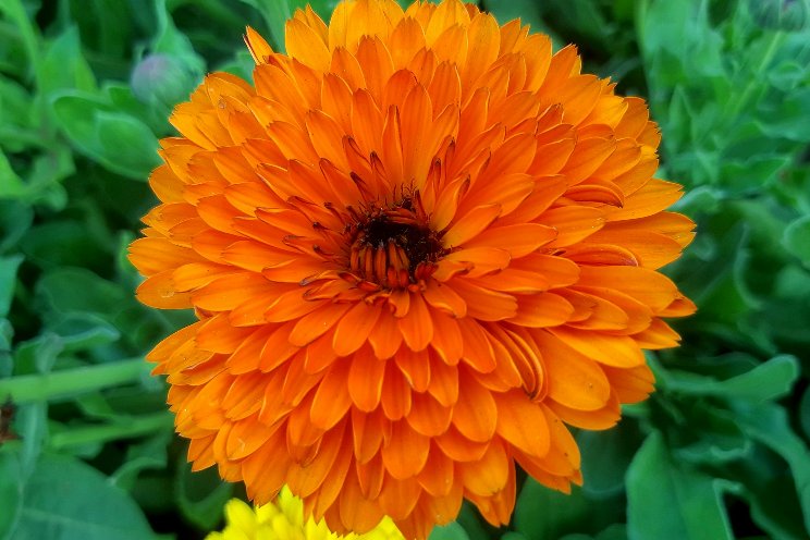 2024 new perennial varieties guide 2024 new perennial varieties guide