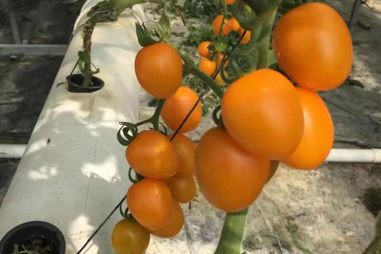 Israeli company grows sweeter strawberries and sour tomatoes