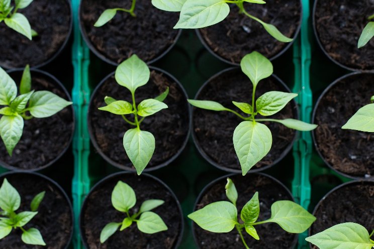 Effective control of soil-borne diseases with Trianum Effective control of soil-borne diseases with Trianum