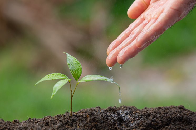 Know your greenhouse fertilizer options