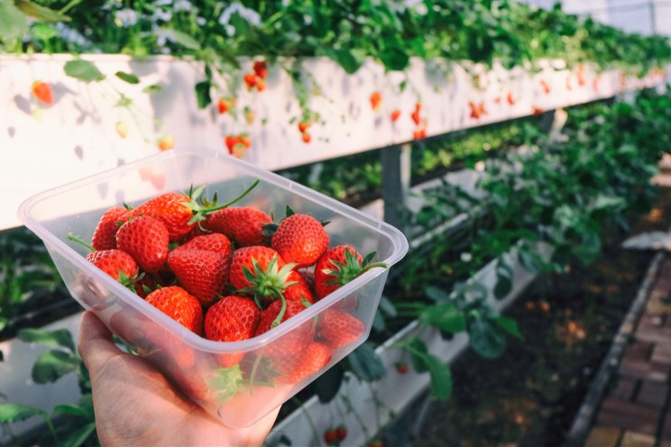 Sakata Seed ventures into F1 seed strawberry business