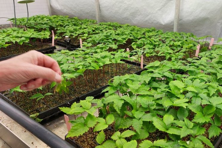 A more sustainable cultivation method for medicinal ginseng A more sustainable cultivation method for medicinal ginseng