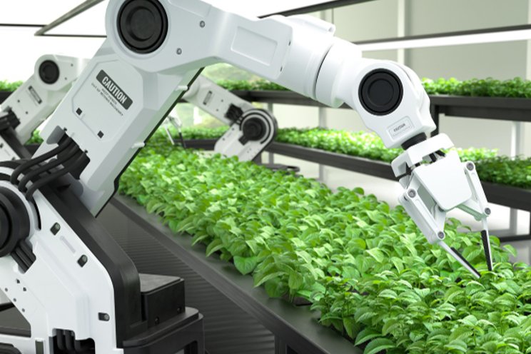 Automated greenhouses: The future of cannabis cultivation?