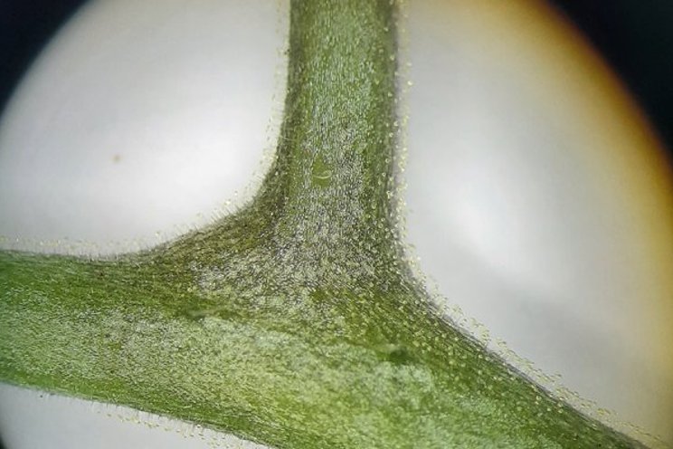 Tomato russet mites hide under sticky trichomes