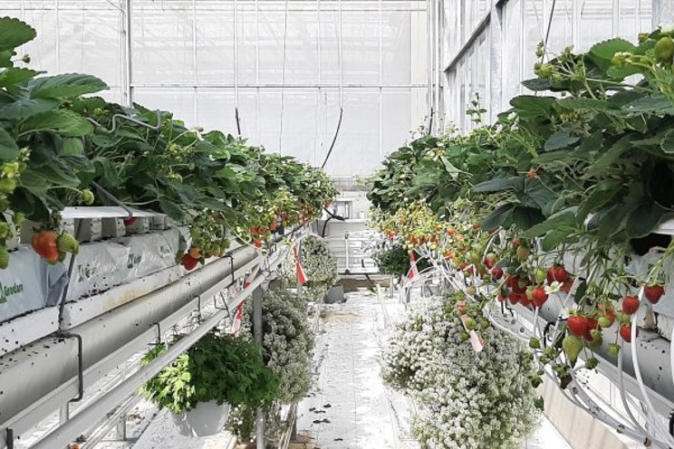 A redesign for nursery and production of strawberries