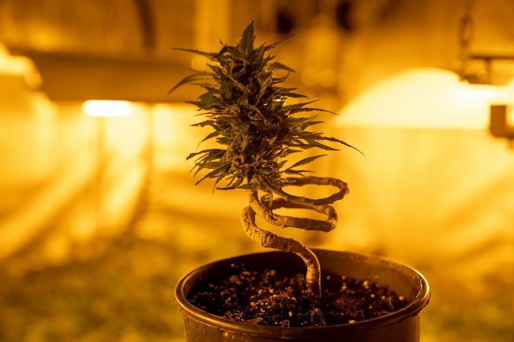 Lighting scheme could eliminate a costly phase of cannabis growing Lighting scheme could eliminate a costly phase of cannabis growing