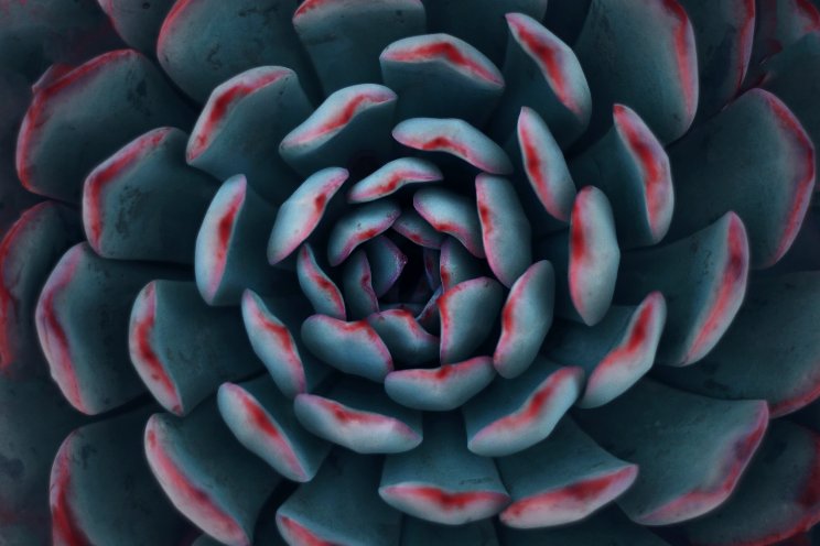 Sizzling succulents Sizzling succulents