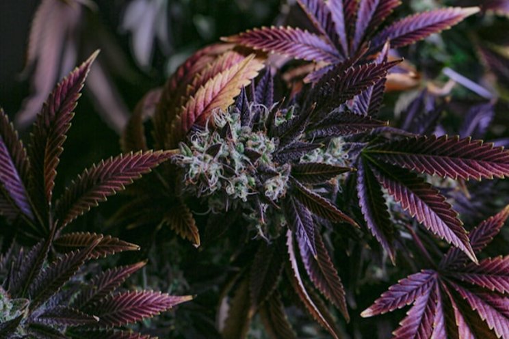 An estimated 750 people have joined Malta’s legal cannabis clubs An estimated 750 people have joined Malta’s legal cannabis clubs