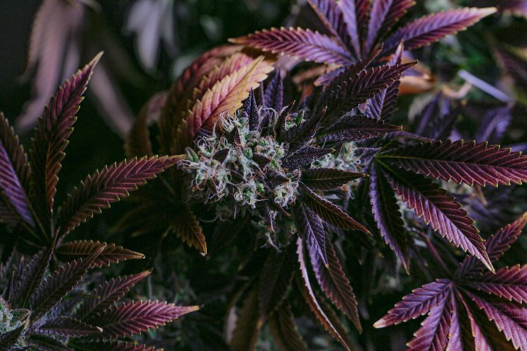 Medical cannabis producer opens first dispensary Medical cannabis producer opens first dispensary