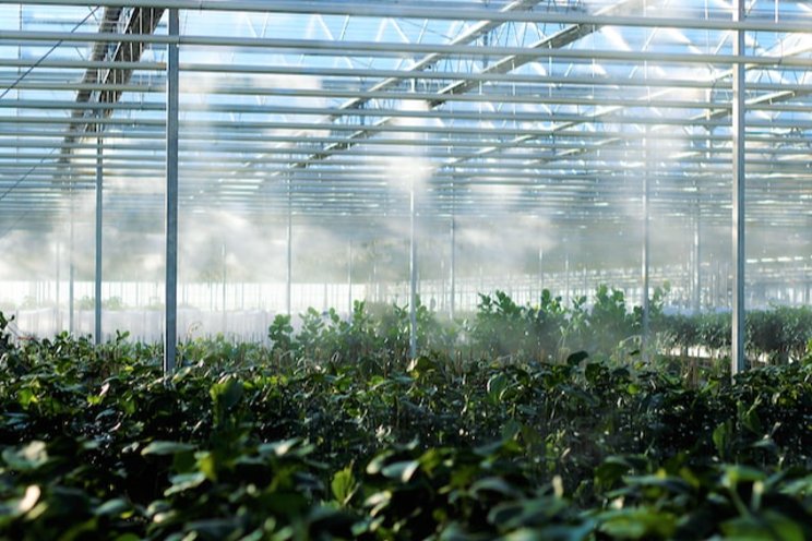 How a greenhouse film can help boost crop yields
