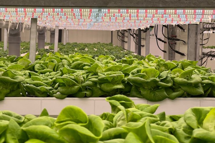 Vertical farming could be key to future protein supply Vertical farming could be key to future protein supply