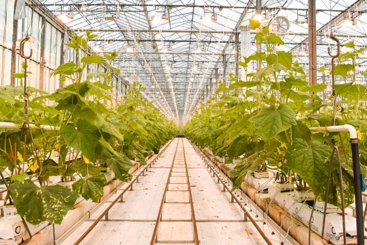 Increased demand fueling growth in greenhouse cucumbers