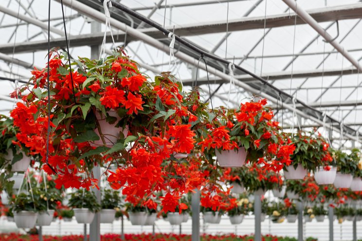 Advice on building a greenhouse biologicals program Advice on building a greenhouse biologicals program