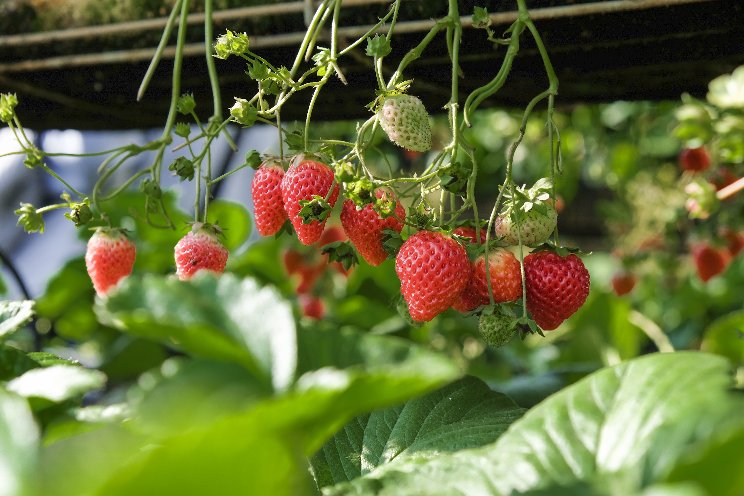 Canada’s largest strawberry plant producer changes hands