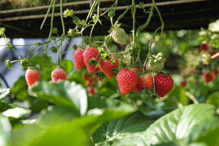 Canada’s largest strawberry plant producer changes hands Canada’s largest strawberry plant producer changes hands