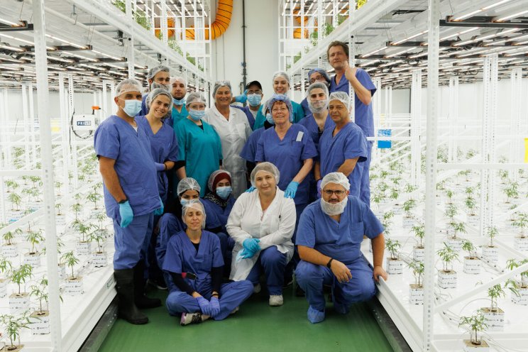 Trichome is growing world-class medicinal cannabis Trichome is growing world-class medicinal cannabis