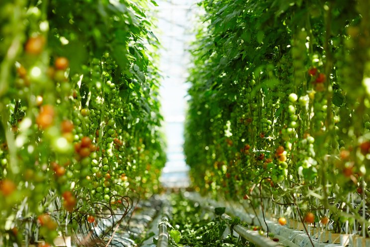 Will this mall-sized greenhouse ever grow tomatoes?