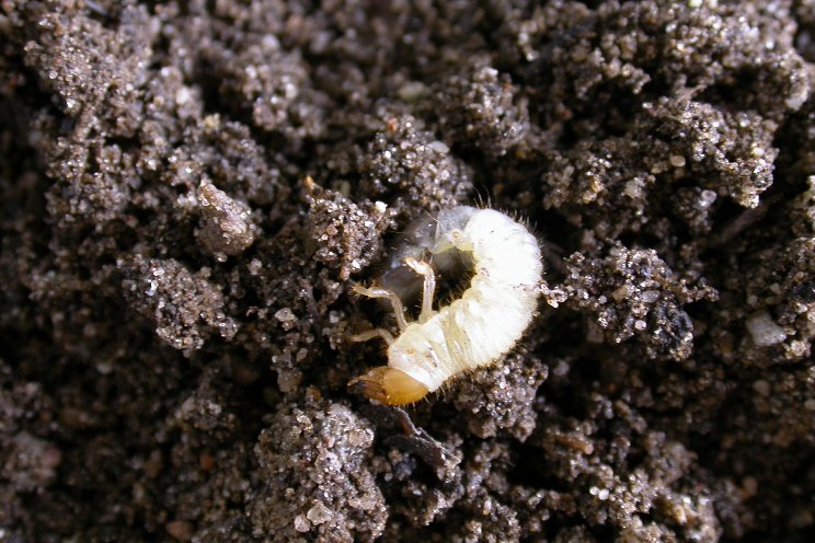 Act now for rapid control of turf beetle larvae with B-Green Act now for rapid control of turf beetle larvae with B-Green