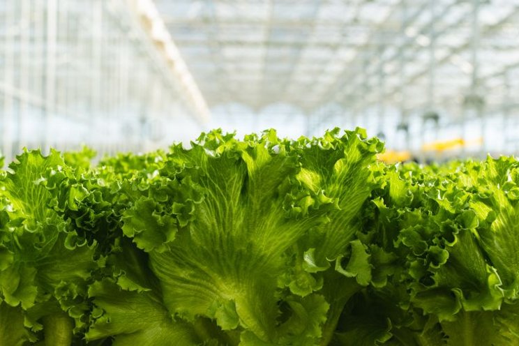 Growers gaining market share in leafy greens