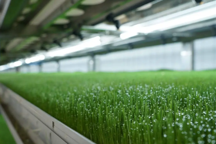 CubicFarm’s HydroGreen and J&D Wilson partner