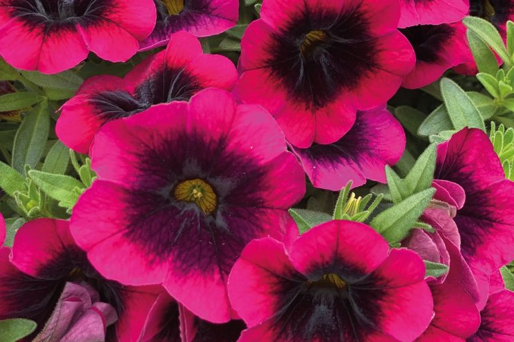 More Viva Magenta varieties to keep color trending More Viva Magenta varieties to keep color trending